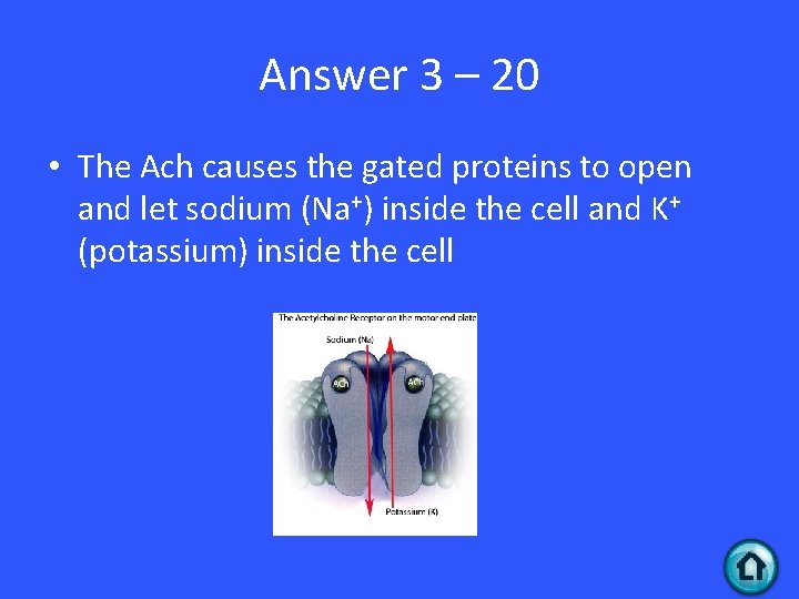 Answer 3 – 20 • The Ach causes the gated proteins to open and