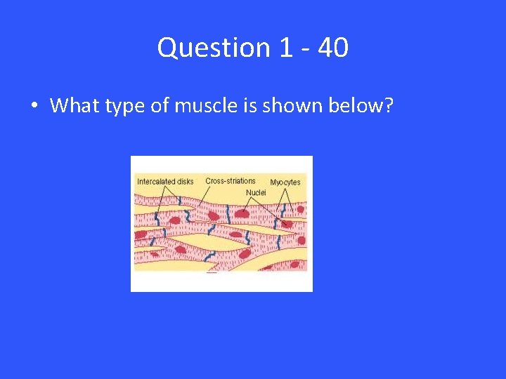 Question 1 - 40 • What type of muscle is shown below? 