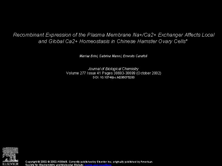 Recombinant Expression of the Plasma Membrane Na+/Ca 2+ Exchanger Affects Local and Global Ca