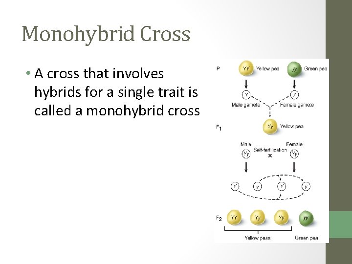 Monohybrid Cross • A cross that involves hybrids for a single trait is called