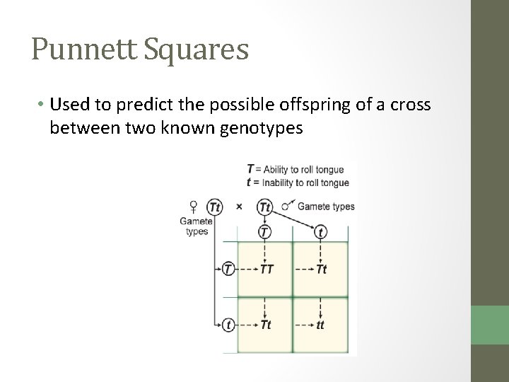 Punnett Squares • Used to predict the possible offspring of a cross between two