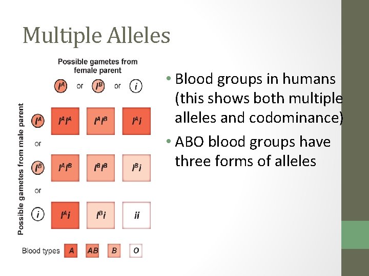 Multiple Alleles • Blood groups in humans (this shows both multiple alleles and codominance)