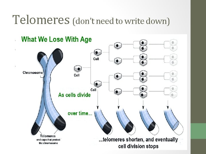 Telomeres (don’t need to write down) • Telomere caps consist of DNA associated with