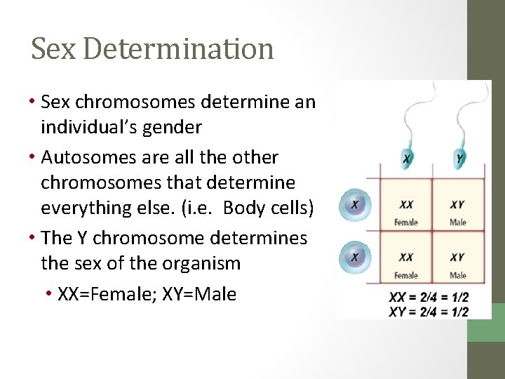 Sex Determination • Sex chromosomes determine an individual’s gender • Autosomes are all the