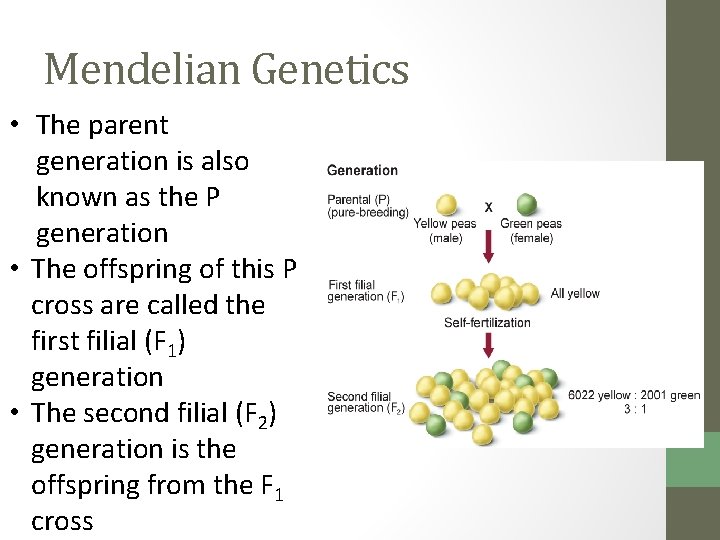 Mendelian Genetics • The parent generation is also known as the P generation •
