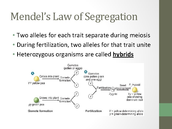 Mendel’s Law of Segregation • Two alleles for each trait separate during meiosis •