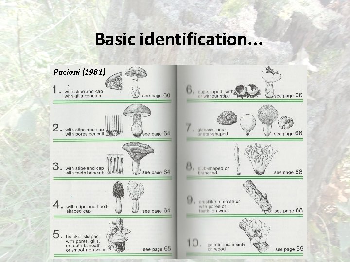 Basic identification. . . Pacioni (1981) 