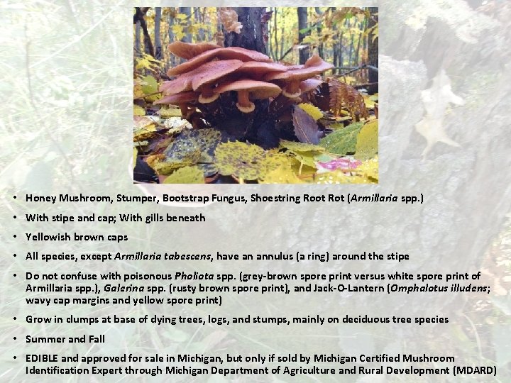  • Honey Mushroom, Stumper, Bootstrap Fungus, Shoestring Root Rot (Armillaria spp. ) •