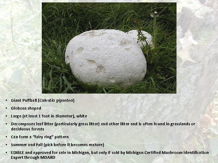  • Giant Puffball (Calvatia gigantea) • Globose shaped • Large (at least 1