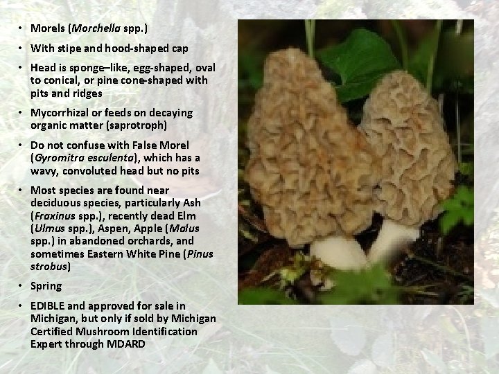  • Morels (Morchella spp. ) • With stipe and hood-shaped cap • Head
