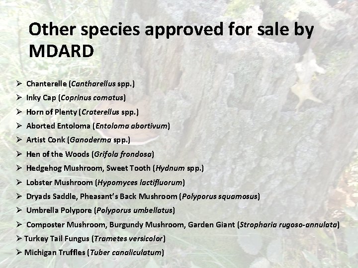Other species approved for sale by MDARD Ø Chanterelle (Cantharellus spp. ) Ø Inky
