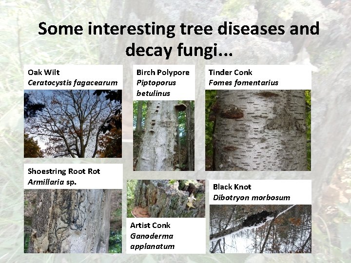 Some interesting tree diseases and decay fungi. . . Oak Wilt Ceratocystis fagacearum Birch