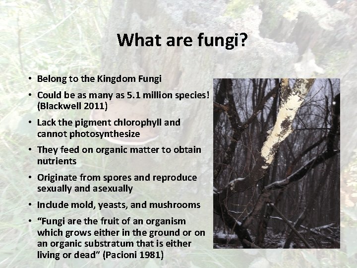 What are fungi? • Belong to the Kingdom Fungi • Could be as many