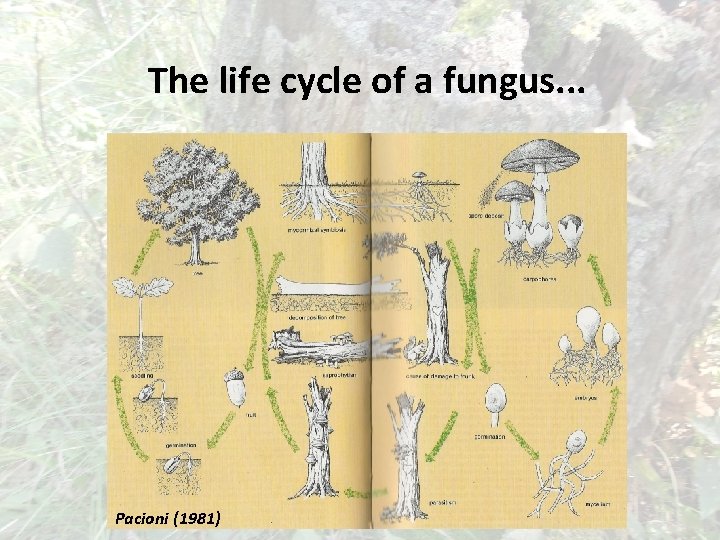 The life cycle of a fungus. . . Pacioni (1981) 
