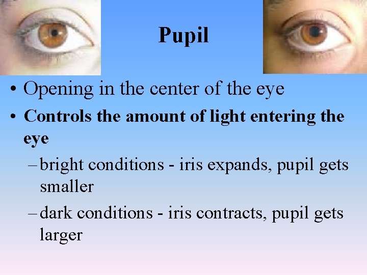 Pupil • Opening in the center of the eye • Controls the amount of