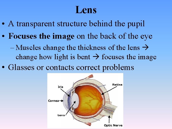 Lens • A transparent structure behind the pupil • Focuses the image on the