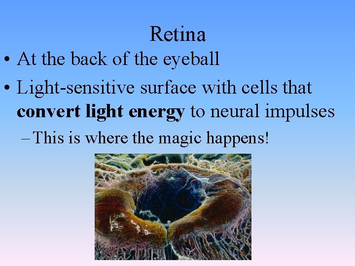 Retina • At the back of the eyeball • Light-sensitive surface with cells that