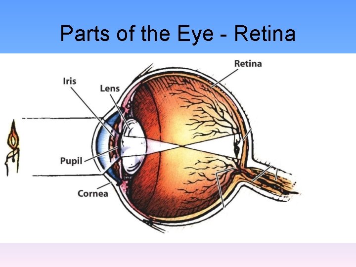 Parts of the Eye - Retina 