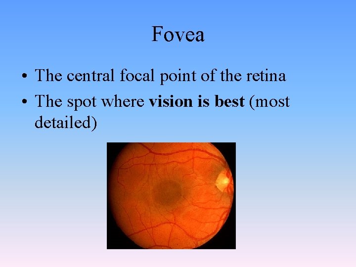 Fovea • The central focal point of the retina • The spot where vision