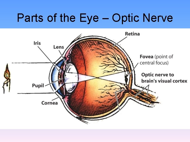 Parts of the Eye – Optic Nerve 