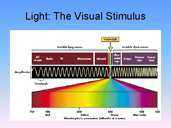 Light: The Visual Stimulus 