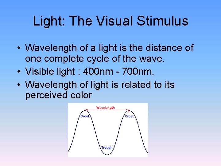 Light: The Visual Stimulus • Wavelength of a light is the distance of one