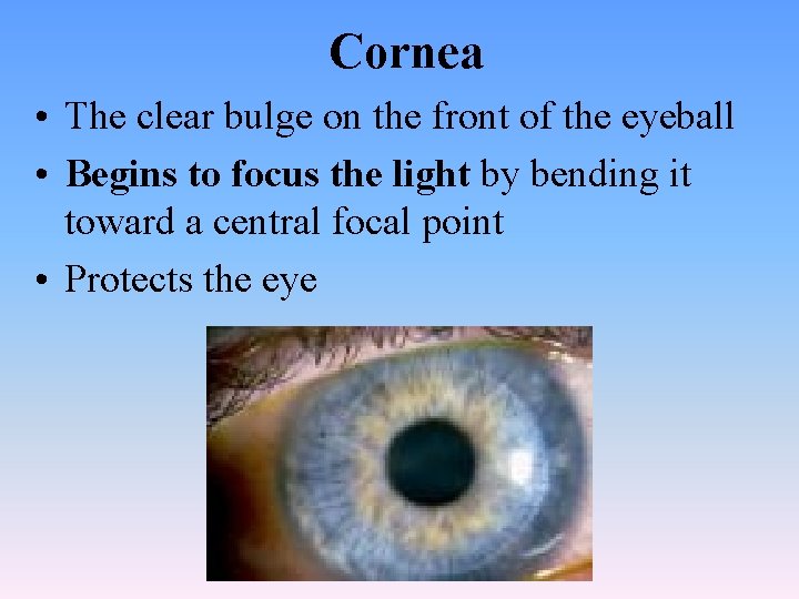 Cornea • The clear bulge on the front of the eyeball • Begins to