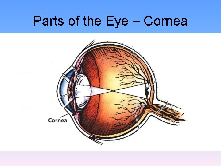 Parts of the Eye – Cornea 