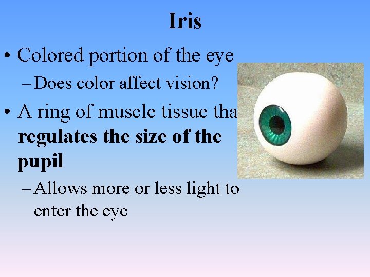 Iris • Colored portion of the eye – Does color affect vision? • A