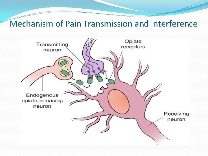 Mechanism of Pain Transmission and Interference 