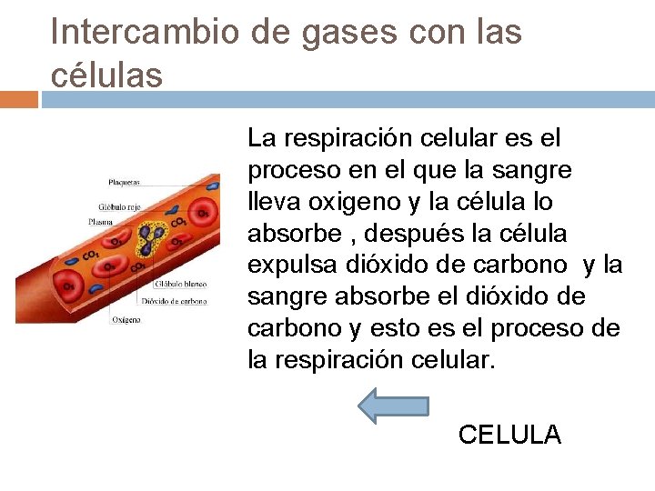 Intercambio de gases con las células La respiración celular es el proceso en el