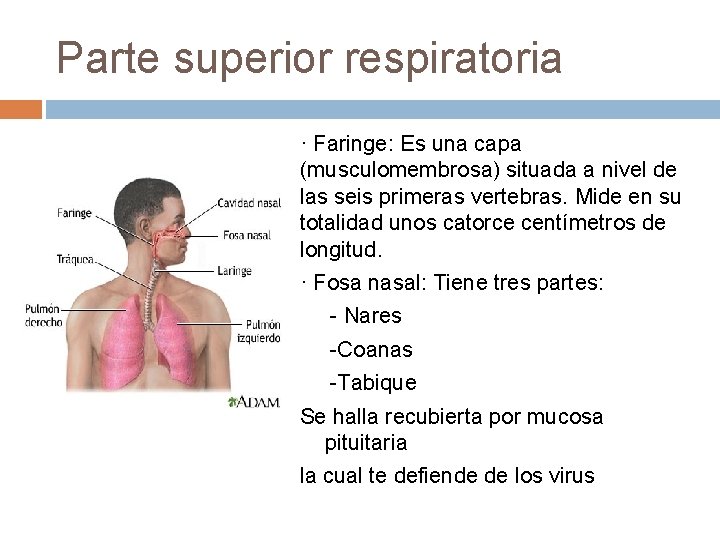 Parte superior respiratoria · Faringe: Es una capa (musculomembrosa) situada a nivel de las