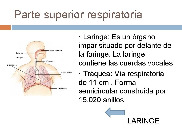 Parte superior respiratoria · Laringe: Es un órgano impar situado por delante de la