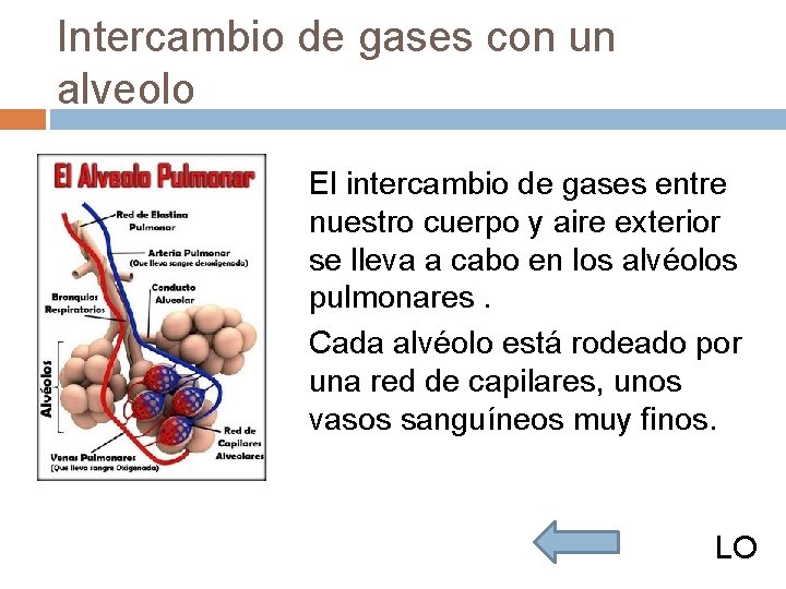 Intercambio de gases con un alveolo El intercambio de gases entre nuestro cuerpo y