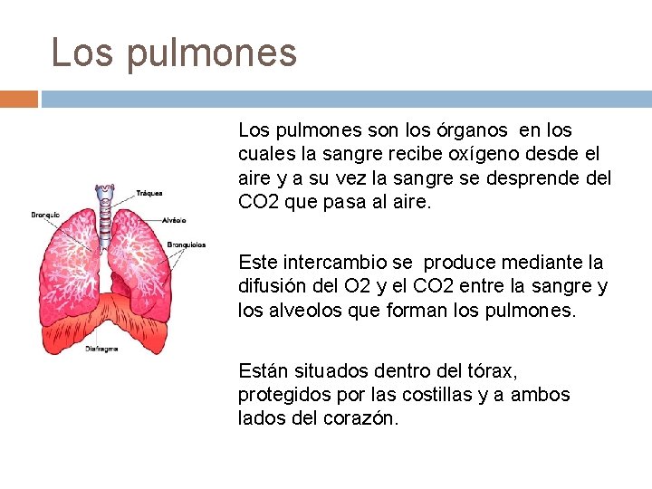 Los pulmones son los órganos en los cuales la sangre recibe oxígeno desde el