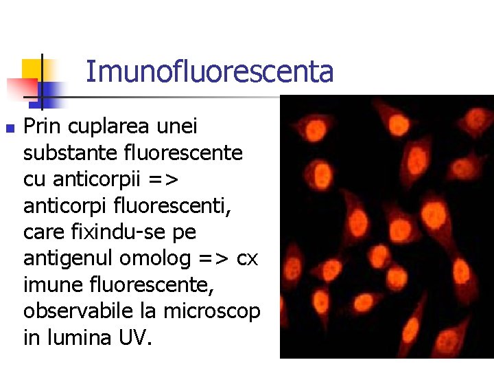 Imunofluorescenta n Prin cuplarea unei substante fluorescente cu anticorpii => anticorpi fluorescenti, care fixindu-se