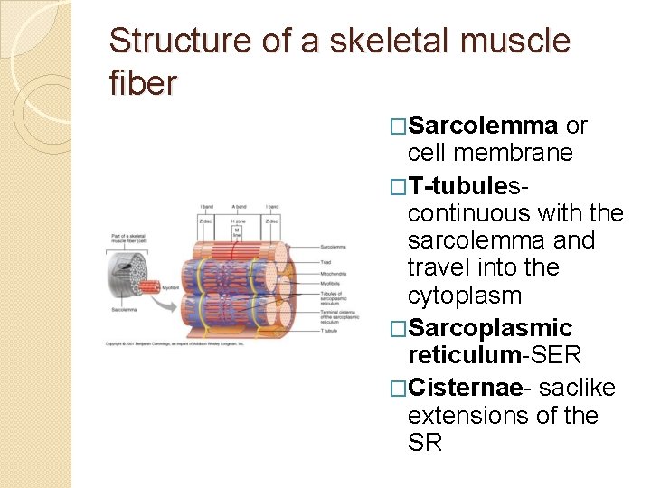 Structure of a skeletal muscle fiber �Sarcolemma or cell membrane �T-tubulescontinuous with the sarcolemma