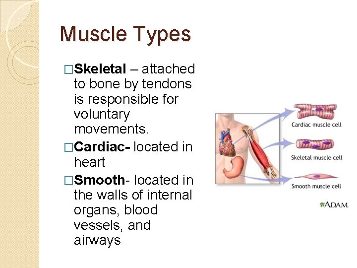 Muscle Types �Skeletal – attached to bone by tendons is responsible for voluntary movements.