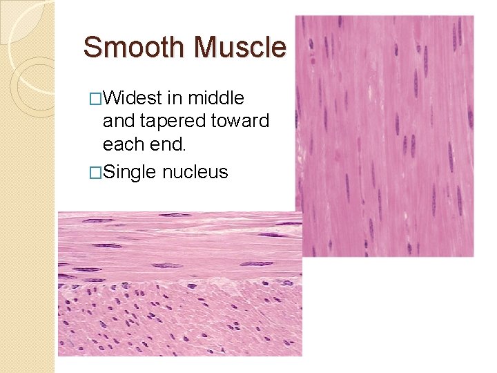 Smooth Muscle �Widest in middle and tapered toward each end. �Single nucleus 
