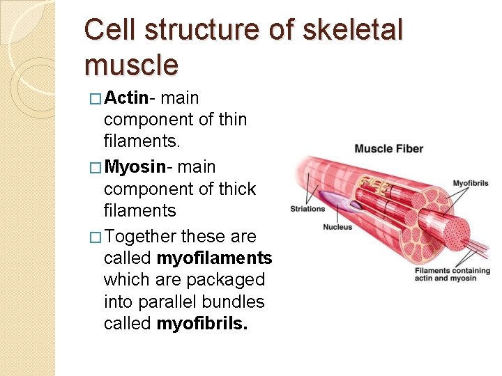 Cell structure of skeletal muscle � Actin- main component of thin filaments. � Myosin-