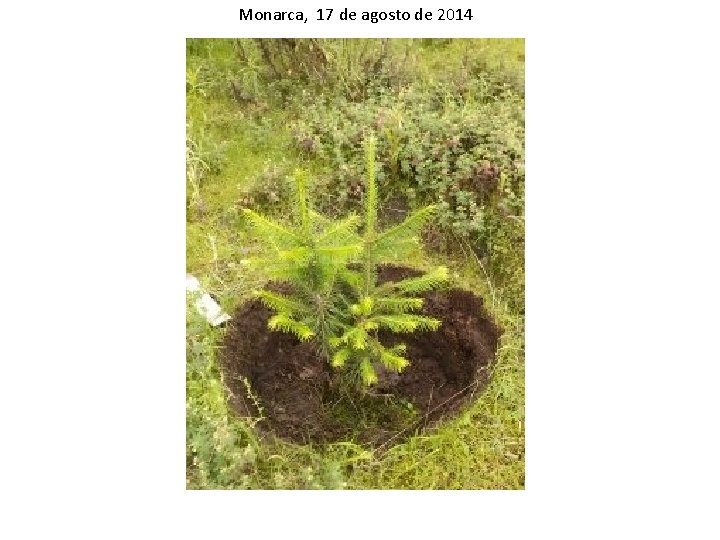 Monarca, 17 de agosto de 2014 