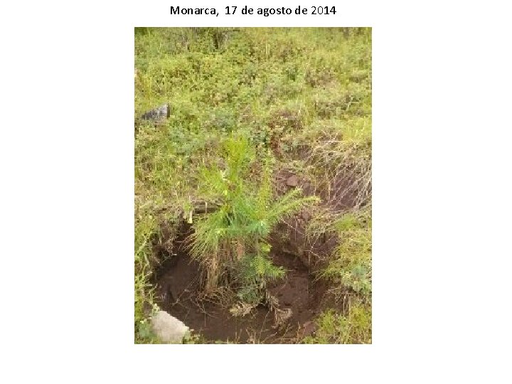 Monarca, 17 de agosto de 2014 