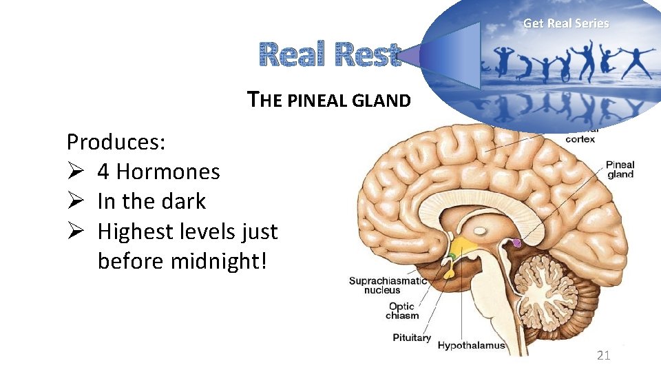 Real Rest Get Real Series THE PINEAL GLAND Produces: Ø 4 Hormones Ø In