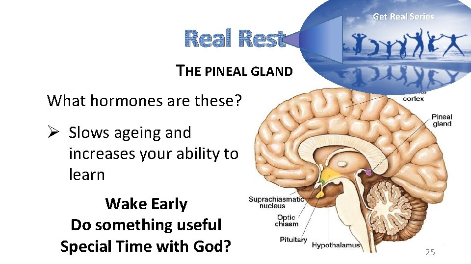 Real Rest Get Real Series THE PINEAL GLAND What hormones are these? Ø Slows