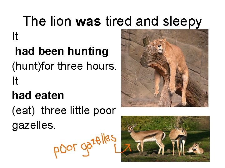 The lion was tired and sleepy It had been hunting (hunt)for three hours. It