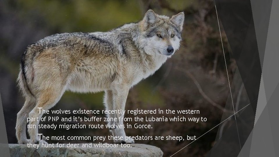 The wolves existence recently registered in the western part of PNP and it’s buffer