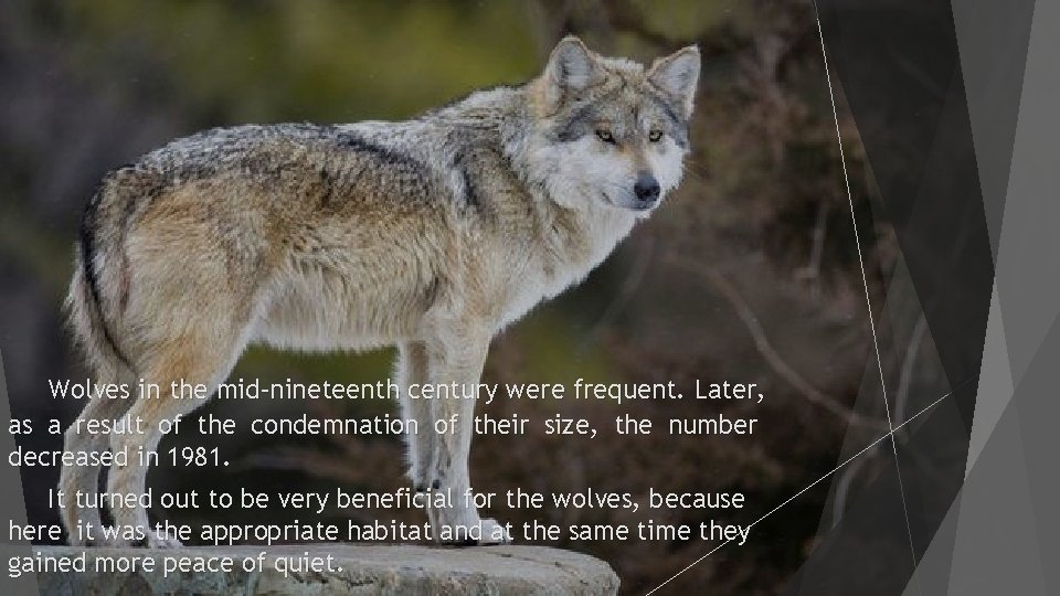 Wolves in the mid–nineteenth century were frequent. Later, as a result of the condemnation
