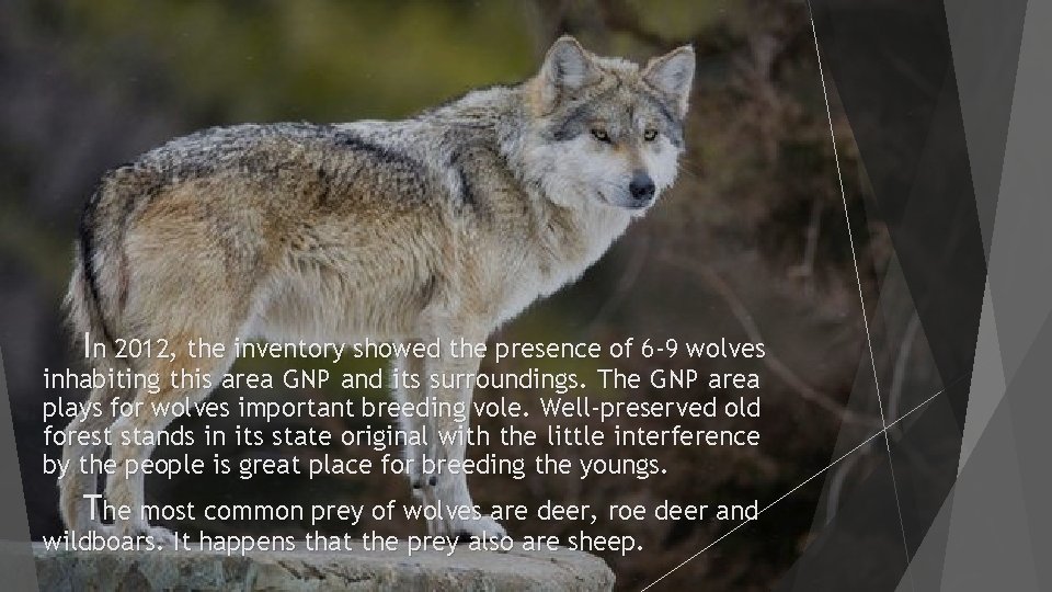 In 2012, the inventory showed the presence of 6 -9 wolves inhabiting this area