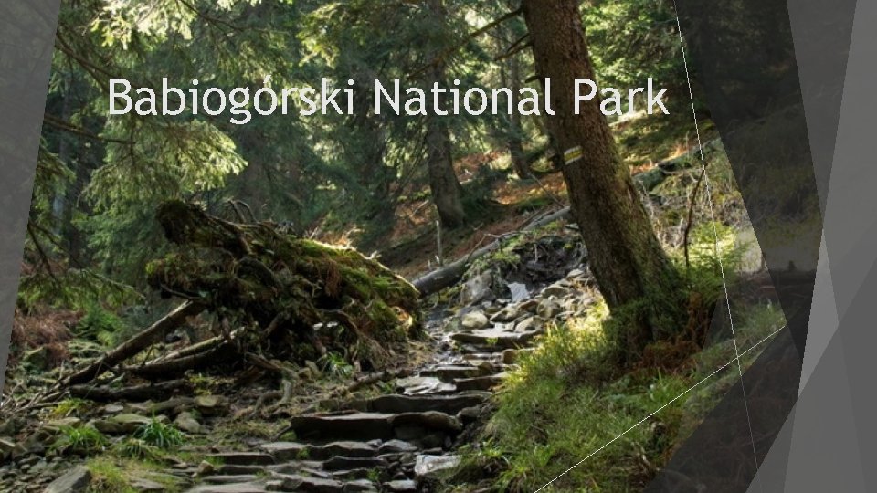 Babiogórski National Park 