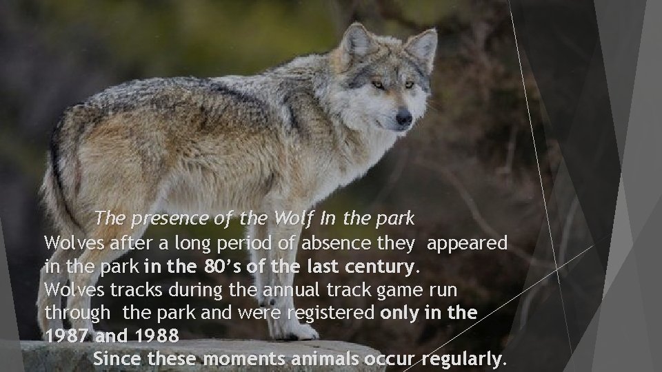 The presence of the Wolf In the park Wolves after a long period of